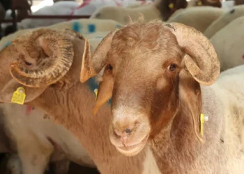 Kurban satış alanlarına sıkı denetim