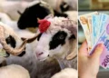 Kurban Bayramı öncesi vatandaşlara tuzak: DMM Kurban Bayramı vurguncularına karşı uyardı