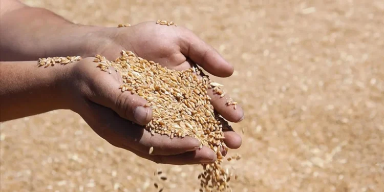 Buğday fiyatları CBOT’ta düşüşte: ABD-İran gerilimi piyasadaki kayıpları sınırladı