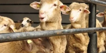 Bayramda kaç kurbanlık kesilecek? Türkiye Ziraat Odaları Birliği Başkanı açıkladı