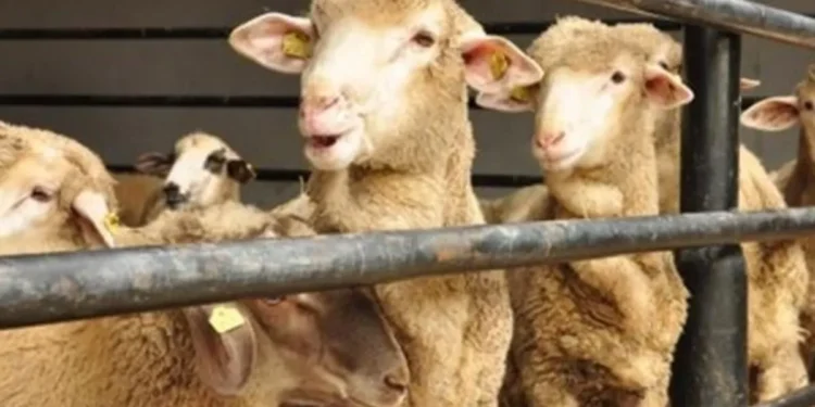 Bayramda kaç kurbanlık kesilecek? Türkiye Ziraat Odaları Birliği Başkanı açıkladı