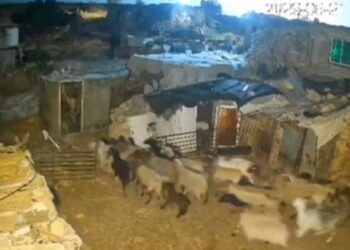 İşgalci İsrailliler bu kez de Batı Şeria’da Filistinlilerin koyunlarını çaldı!