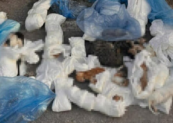 İzmir’de vahşet! 33 kedi ölü bulundu… Soruşturma başlatıldı: 1 veteriner hekim gözaltına alındı