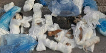 İzmir’de vahşet! 33 kedi ölü bulundu… Soruşturma başlatıldı: 1 veteriner hekim gözaltına alındı