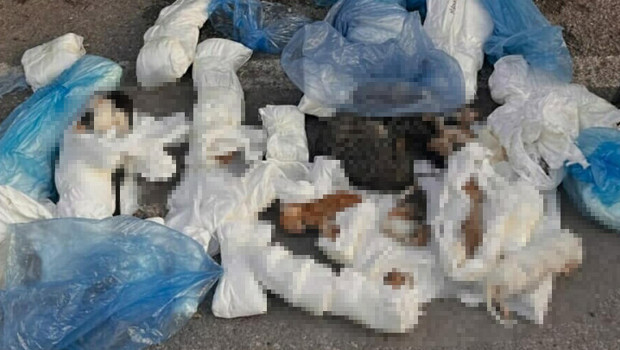 İzmir’de vahşet! 33 kedi ölü bulundu… Soruşturma başlatıldı: 1 veteriner hekim gözaltına alındı