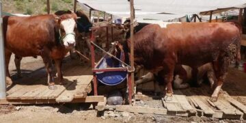 Kurbanlık fiyatları ve satışlar nasıl?