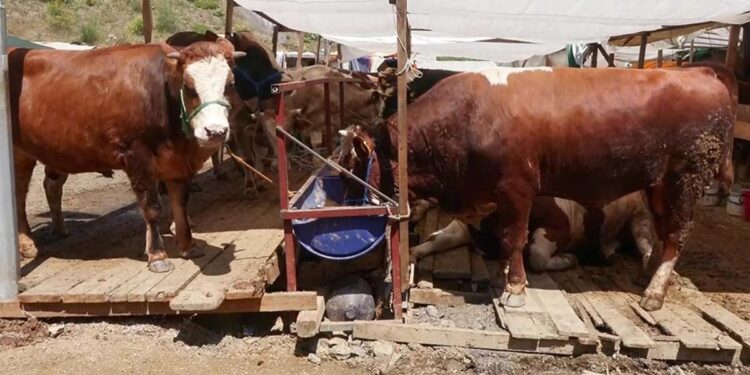 Kurbanlık fiyatları ve satışlar nasıl?