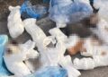 ’33 ölü kedi’ vahşetinde yeni gelişme! Yeniden gözaltına alındı