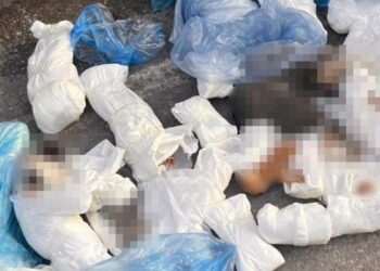’33 ölü kedi’ vahşetinde yeni gelişme! Yeniden gözaltına alındı