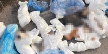 ’33 ölü kedi’ vahşetinde yeni gelişme! Yeniden gözaltına alındı