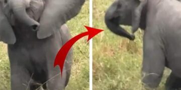 Boyuna bakmadan kafa tuttu, saniyeler sonra arkasına bakmadan kaçtı! Yavru filin sevimli anları viral oldu