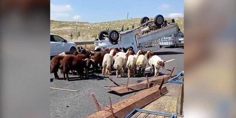 Kurbanlık koyun yüklü kamyonet devrildi: 1 ölü