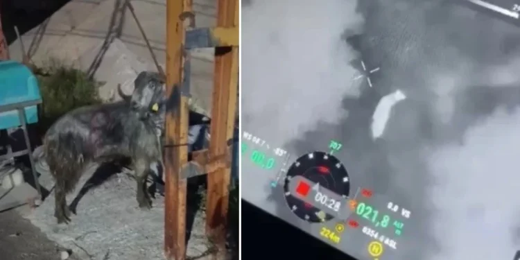 Osmaniye’de kayıp kurbanlık için dron destekli arama