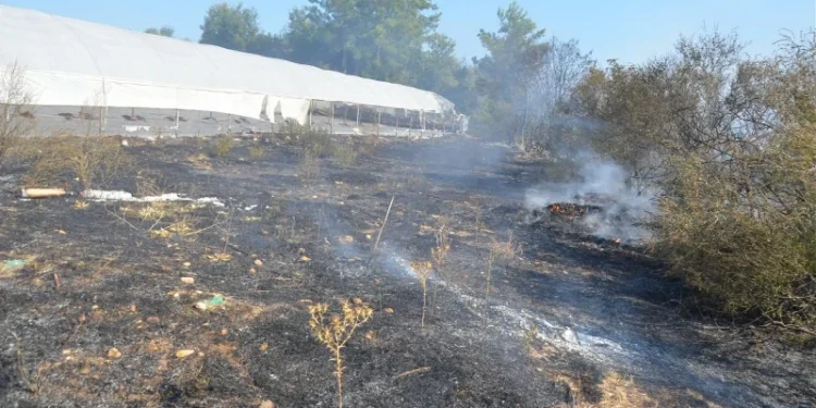 Antalya’da otluk alanda çıkan yangın ormana sıçradı
