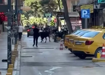 Sahibinin elinden kaçan dana korku dolu anlar yaşattı