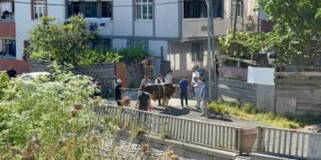 Sokak araları, boş arsalar ve site önlerinde kaçak kurban kesenlere ceza