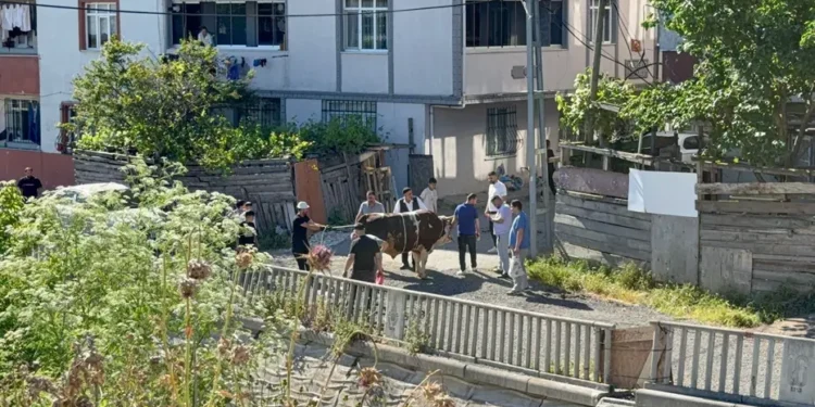 Sokak araları, boş arsalar ve site önlerinde kaçak kurban kesenlere ceza