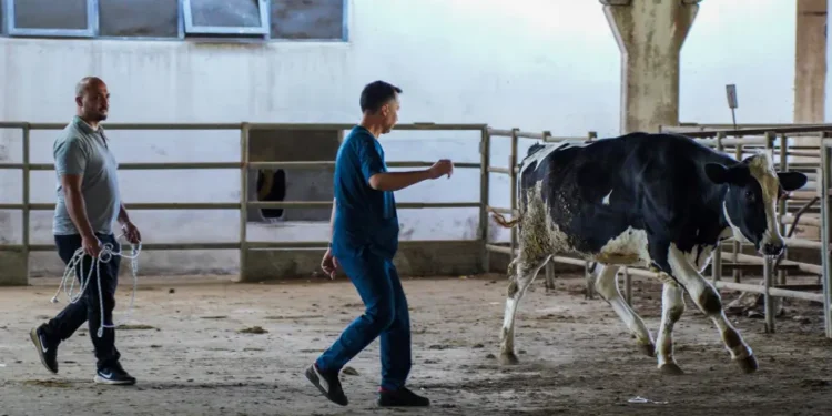 Bir aydır eğitim alıyorlar. Kaçan kurbanlıkları yakalayacak