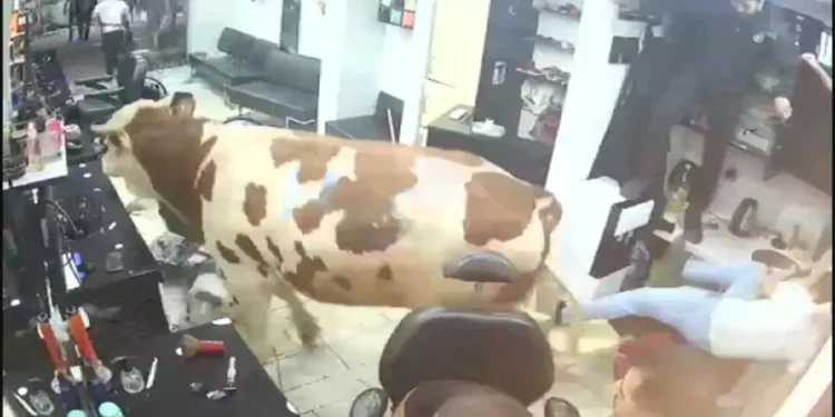 Sultanbeyli’de kurbanlık boğanın kuaför salonuna daldığı anlar kamerada