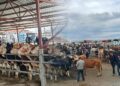 Pazarda hareketlilik sürüyor: Dev kurbanlığın fiyatı dudak uçuklattı