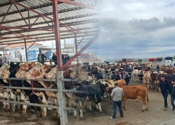 Pazarda hareketlilik sürüyor: Dev kurbanlığın fiyatı dudak uçuklattı