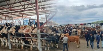 Pazarda hareketlilik sürüyor: Dev kurbanlığın fiyatı dudak uçuklattı