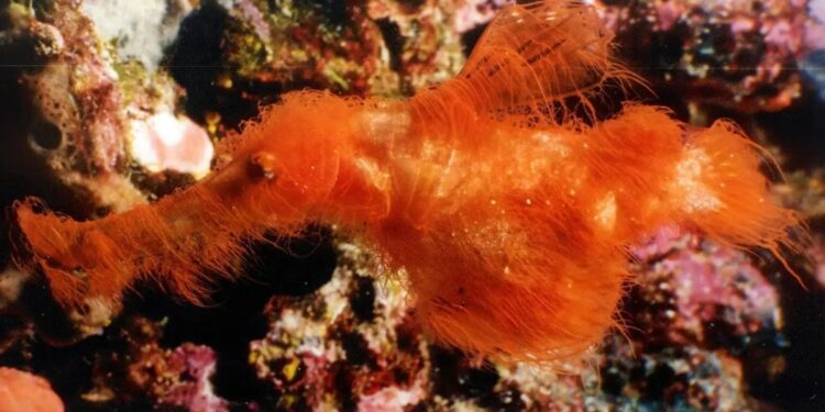 Okyanusun derinliklerinde keşfedildi: Görenler peluş oyuncak sanıyor