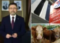Üreticilerin elinde kalan kurbanlıkları Et ve Süt Kurumu satın alacak