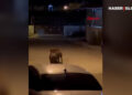 Hatay’da domuz sürüsü mahalleye indi! O anlar kamerada