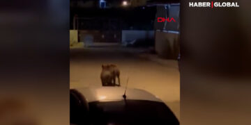 Hatay’da domuz sürüsü mahalleye indi! O anlar kamerada
