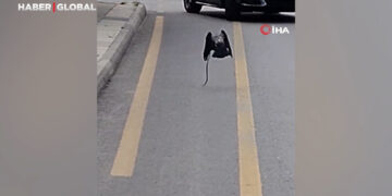 Karganın yılan avı kameraya yansıdı