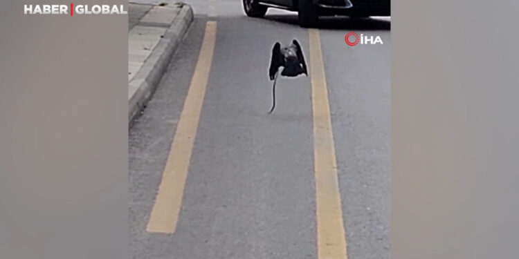 Karganın yılan avı kameraya yansıdı