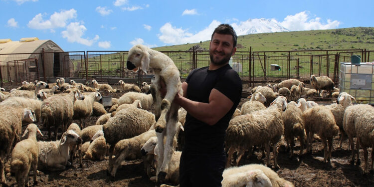 Köyüne dönüp hayvancılığa başladı, 2 yılda bin 300 koyunu oldu