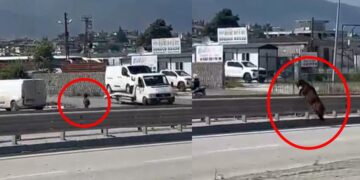 Kurbanlık Keçi bayram gelmeden sahibinden kaçtı izini kaybettirdi