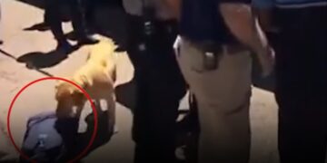 Dünya Kupası öncesi tarihi skandal! Milli takımı ‘narkotik köpekleri’ ile aradılar