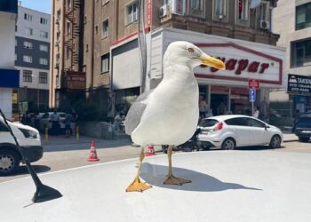 Kebapçı esnafının elinden beslenen martı ‘Pamuk’, Gebze’nin maskotu oldu