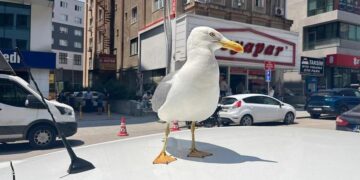 Kebapçı esnafının elinden beslenen martı ‘Pamuk’, Gebze’nin maskotu oldu
