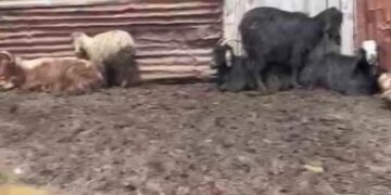 Onlarca hayvan telef oldu! Gizemli ölümlerin sebebi ne?