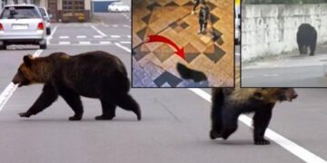 Şehir merkezine indi, tam 94 okul birden kapatıldı! Japonya’da ayı alarmı