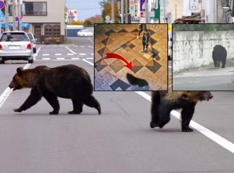 Şehir merkezine indi, tam 94 okul birden kapatıldı! Japonya’da ayı alarmı