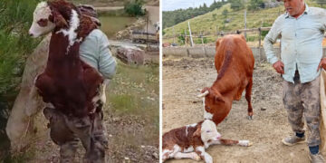 Kayıp ineği bulduğunda muhteşem manzara ile karşılaştı; buzağıyı sırtında taşıdı