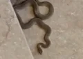 Apartmana giren yılan paniğe neden oldu