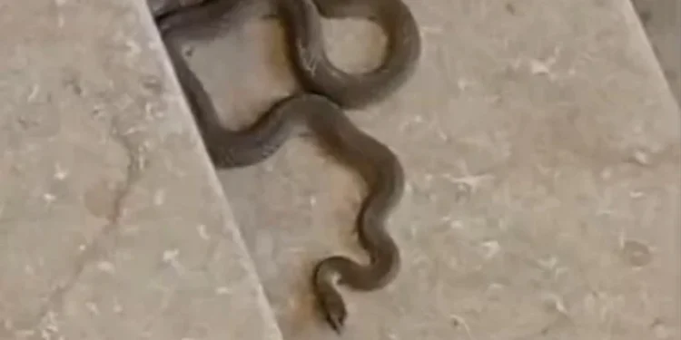 Apartmana giren yılan paniğe neden oldu