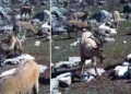 Munzur’un sessiz misafirleri: Fotokapanla böyle görüntülendi