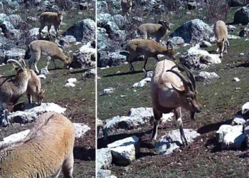 Munzur’un sessiz misafirleri: Fotokapanla böyle görüntülendi