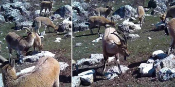 Munzur’un sessiz misafirleri: Fotokapanla böyle görüntülendi