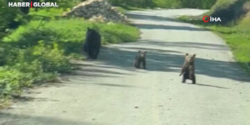 Kardeşlerin anne ayı ve yavruları ile sohbeti gülümsetti